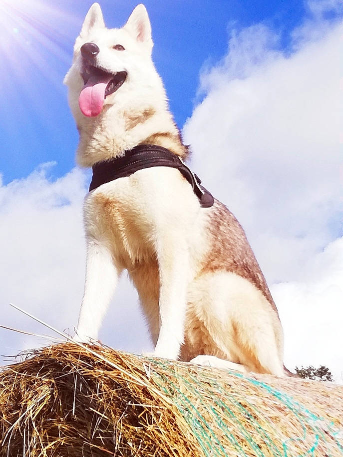 Izya participe au concours pour gagner de l'argent avec cette photo : carnivore, cloud, collar, companion_dog, cumulus, dog, dog_breed, dog_collar, fawn, happy, leash, people_in_nature, pet_supply, plant, sky, sporting_group, stock_photography, tail, tree, working_animal