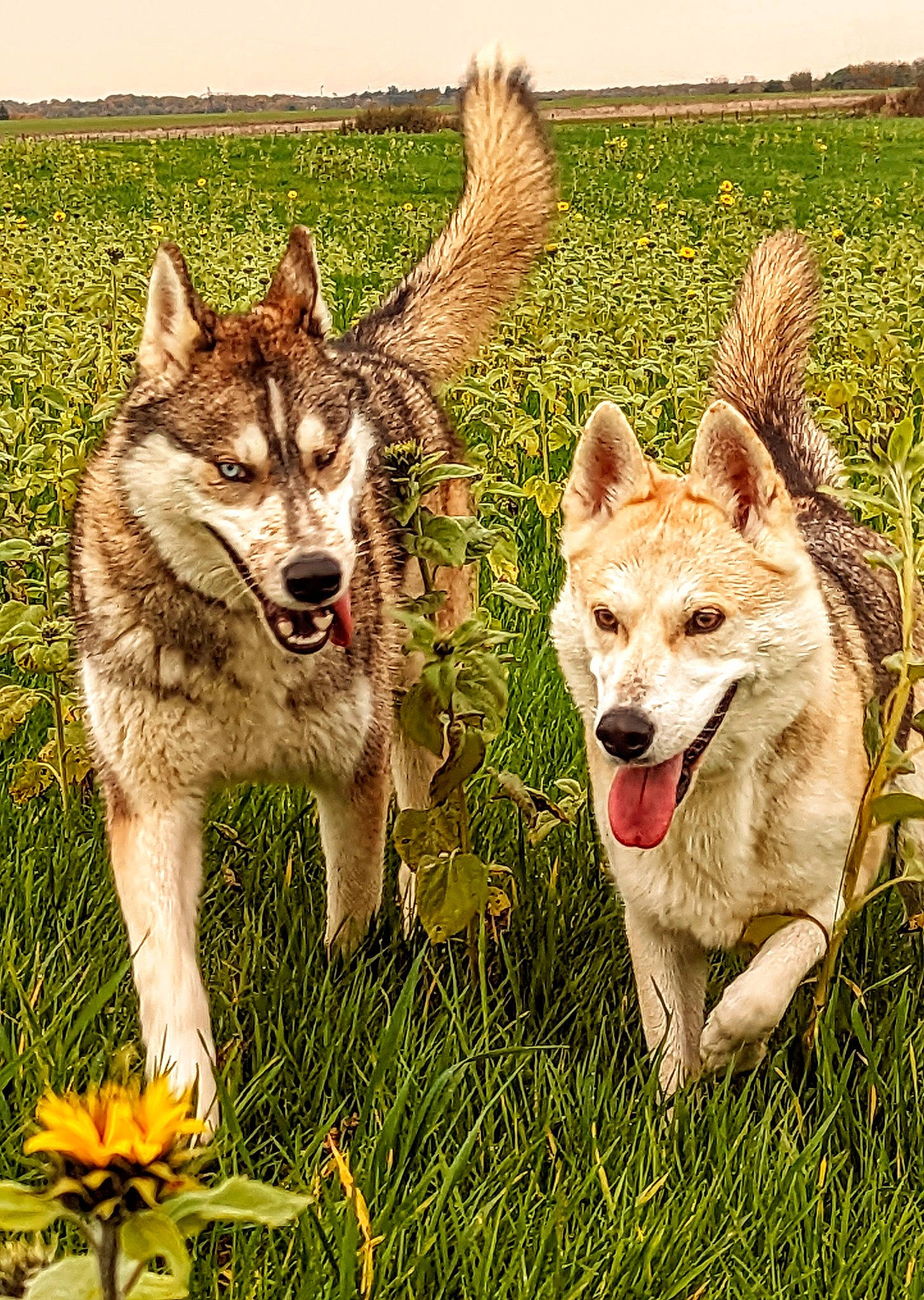 Meeko participe au concours pour gagner de l'argent avec cette photo : canidae, canis, canis_lupus_tundrarum, carnivore, companion_dog, dog, dog_breed, flower, grass, grassland, happy, people_in_nature, plant, recreation, snout, sporting_group, tail, terrestrial_animal, wolf, working_animal