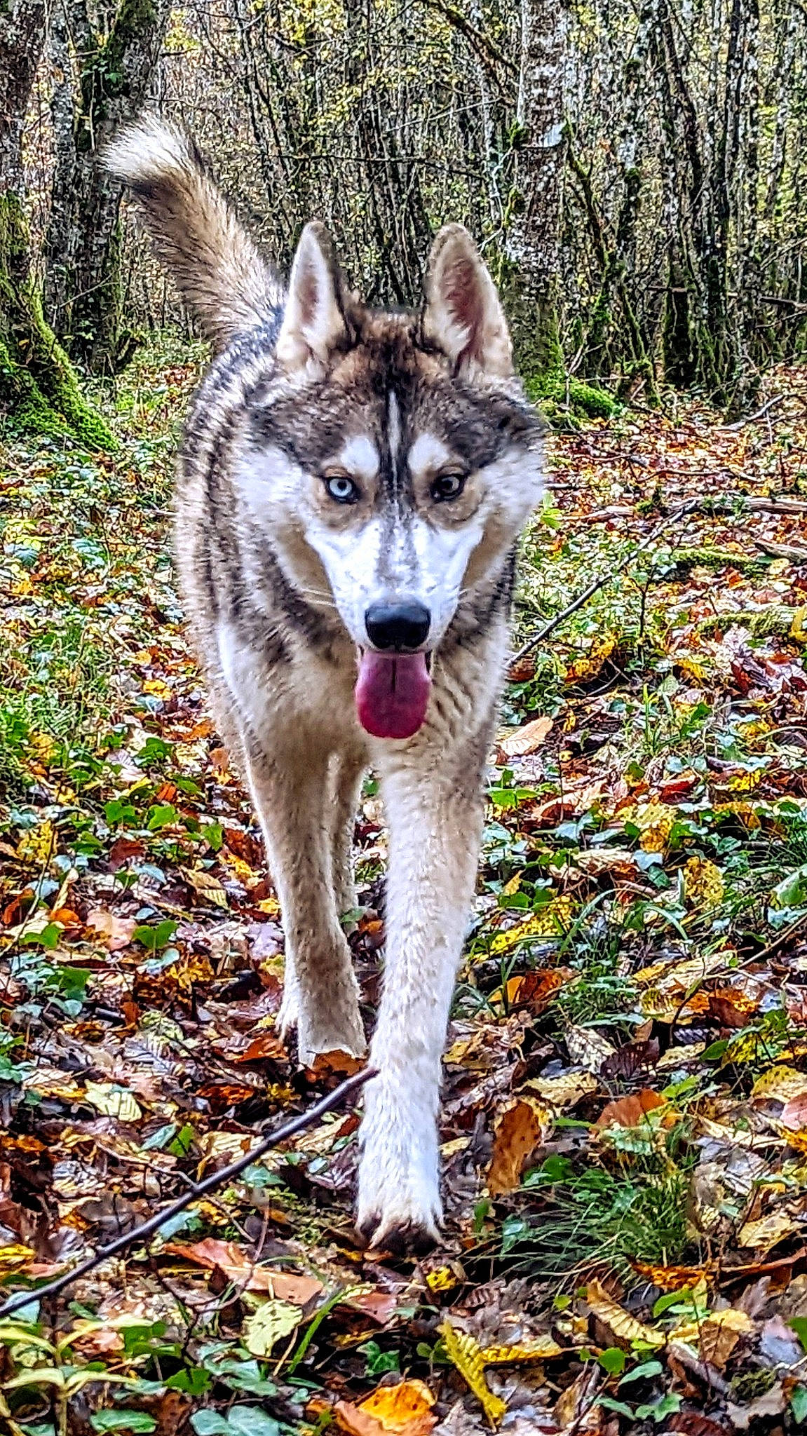 Meeko a rejoint le concours — aidez-le/la à gagner de superbes lots ! canidae, canis, canis_lupus_tundrarum, carnivore, dog, dog_breed, eye, fang, fur, grass, groundcover, natural_landscape, plant, snout, sporting_group, tail, terrestrial_animal, tree, wildlife, wolf