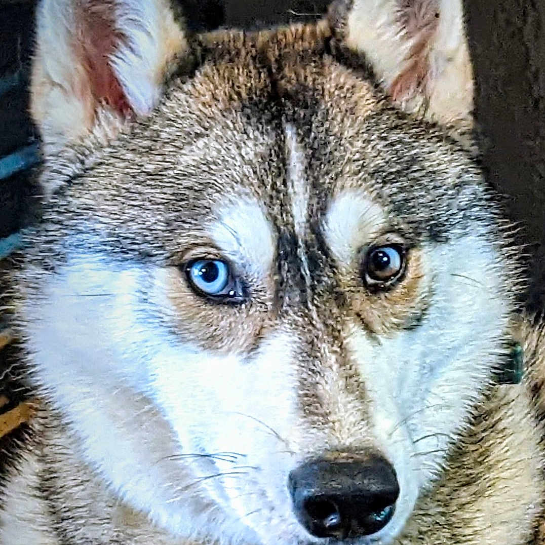 Meeko