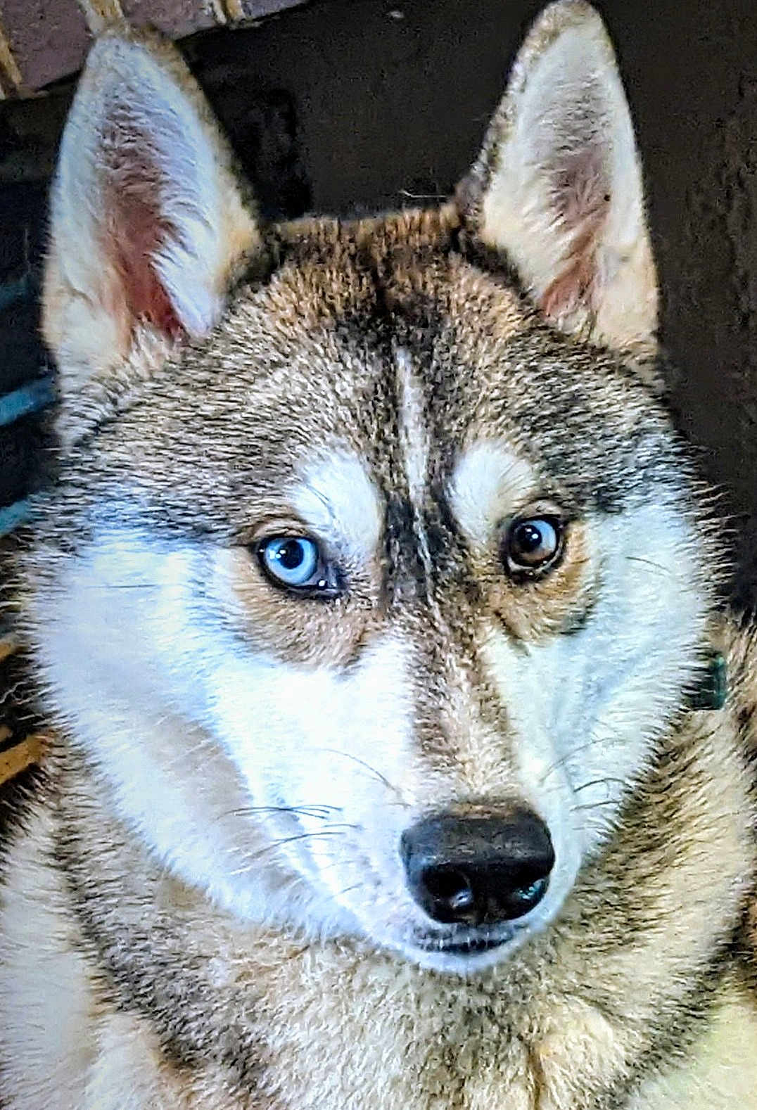 Meeko