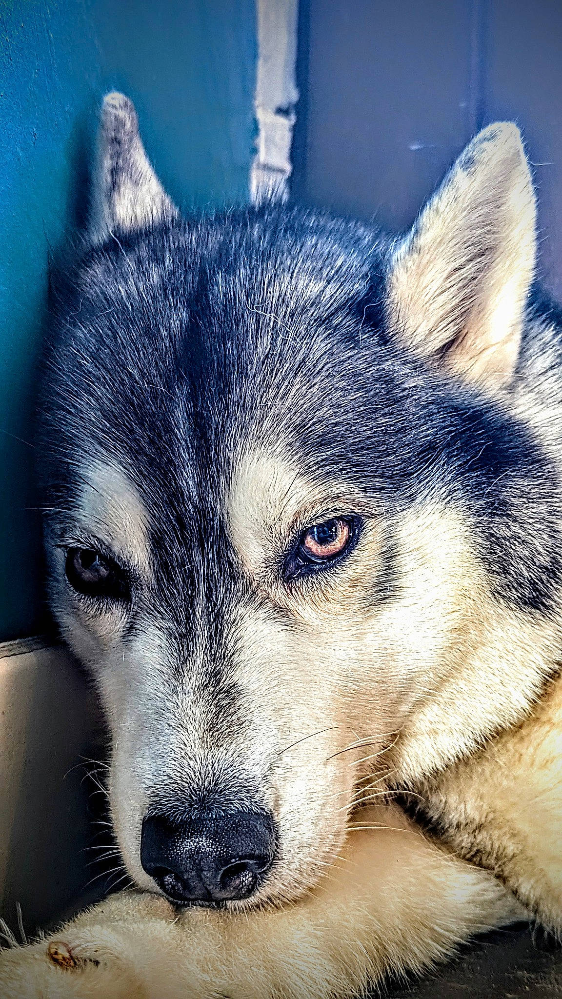 Tika participe au concours pour gagner de l'argent avec cette photo : art, canidae, canis, carnivore, dog, dog_breed, electric_blue, eye, fur, illustration, iris, jaw, sled_dog, snout, sporting_group, terrestrial_animal, whiskers, wildlife, window, wolf