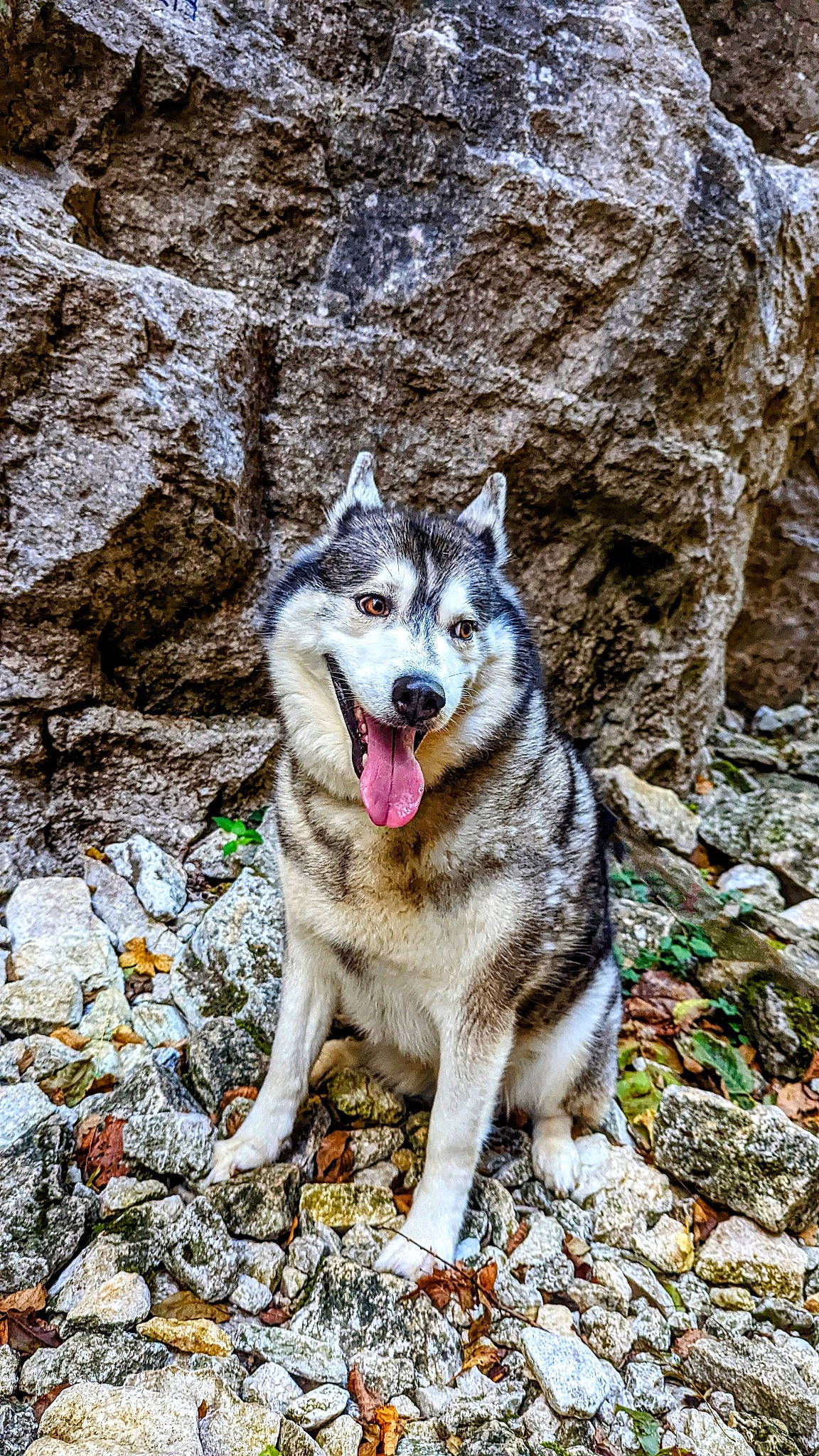 Tika a rejoint le concours — aidez-le/la à gagner de superbes lots ! canis, carnivore, dog, dog_breed, fur, rock, terrestrial_animal, wildlife, wolf, working_dog
