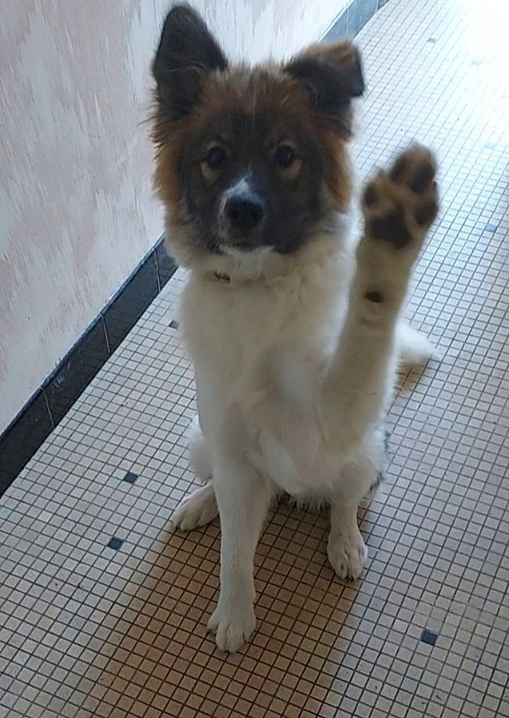 Waawiluu participe au concours pour gagner de l'argent avec cette photo : ancient_dog_breeds, canidae, carnivore, companion_dog, dog, dog_breed, dog_supply, door, fawn, flooring, fur, non_sporting_group, snout, sporting_group, tail, terrestrial_animal, toy_dog, whiskers, working_animal, working_dog