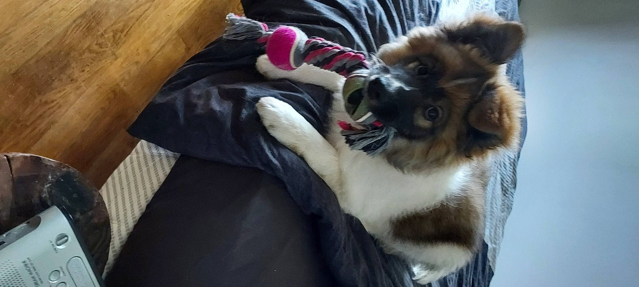 Waawiluu a rejoint le concours — aidez-le/la à gagner de superbes lots ! canidae, carnivore, claw, collar, comfort, companion_dog, dog, dog_breed, dog_supply, fawn, felidae, fur, paw, pet_supply, small_to_medium_sized_cats, snout, sporting_group, tail, whiskers, working_animal