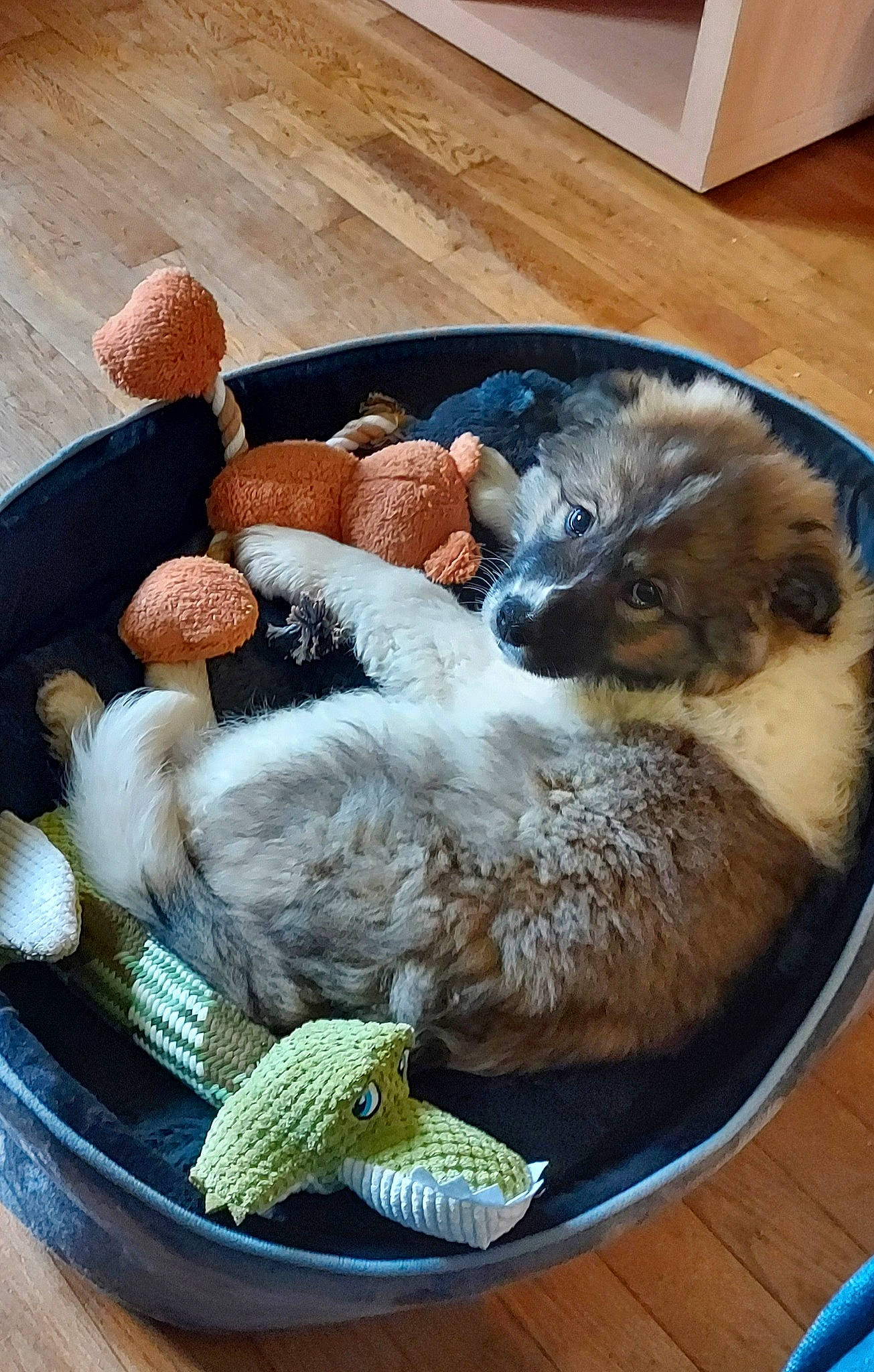 Waawiluu participe au concours pour gagner de l'argent avec cette photo : ball, basket, carnivore, cat_bed, comfort, companion_dog, dog_breed, fawn, felidae, fur, linens, nap, small_to_medium_sized_cats, stuffed_toy, tail, thread, toy, whiskers, wicker, wood