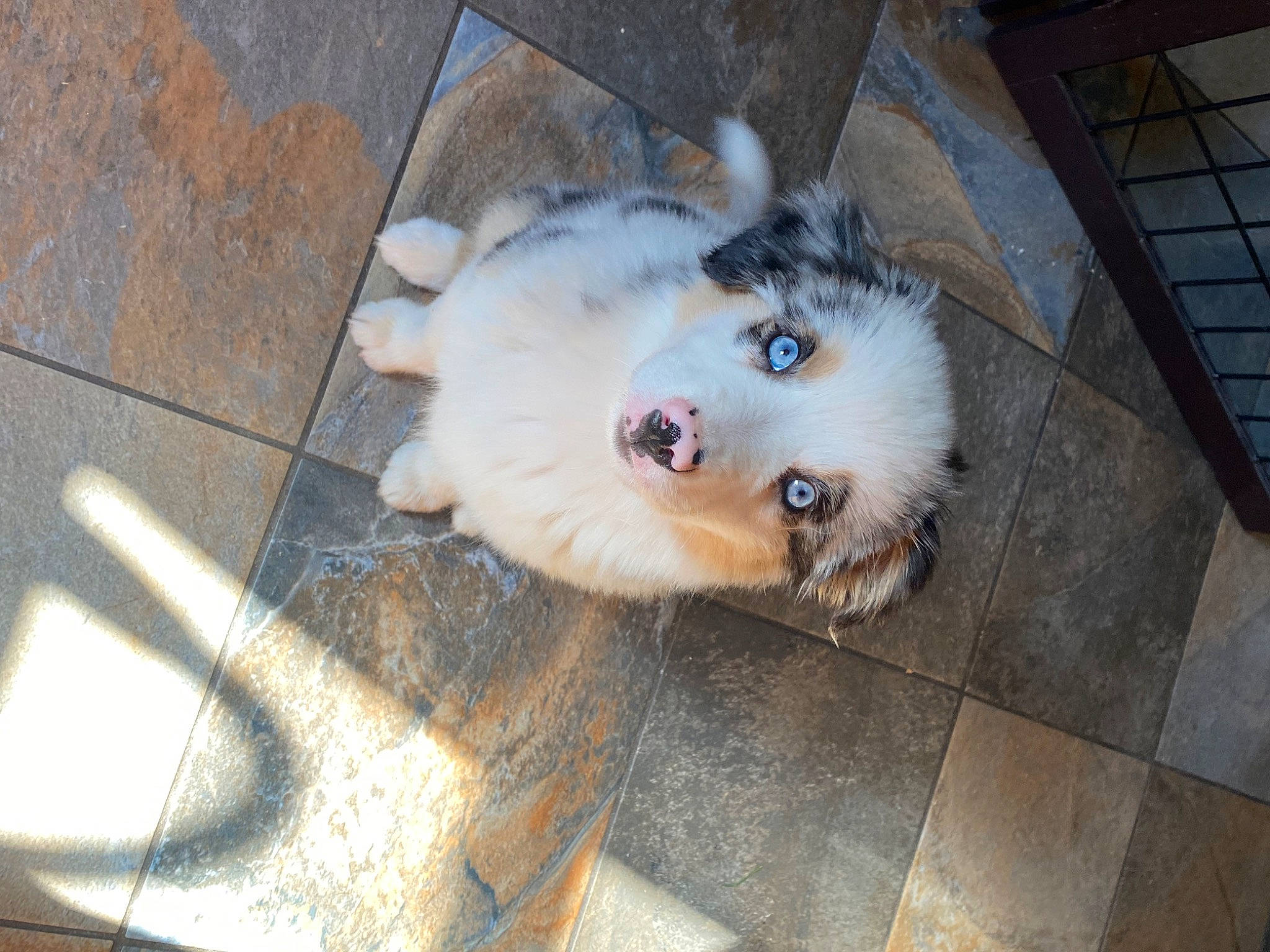 Khalessi is registered to the contest to win money with this photo: canidae, carnivore, companion_dog, dog, dog_breed, fawn, felidae, floor, flooring, fur, german_spitz, hardwood, paw, small_to_medium_sized_cats, spitz, sporting_group, toy_dog, volpino_italiano, whiskers, working_animal