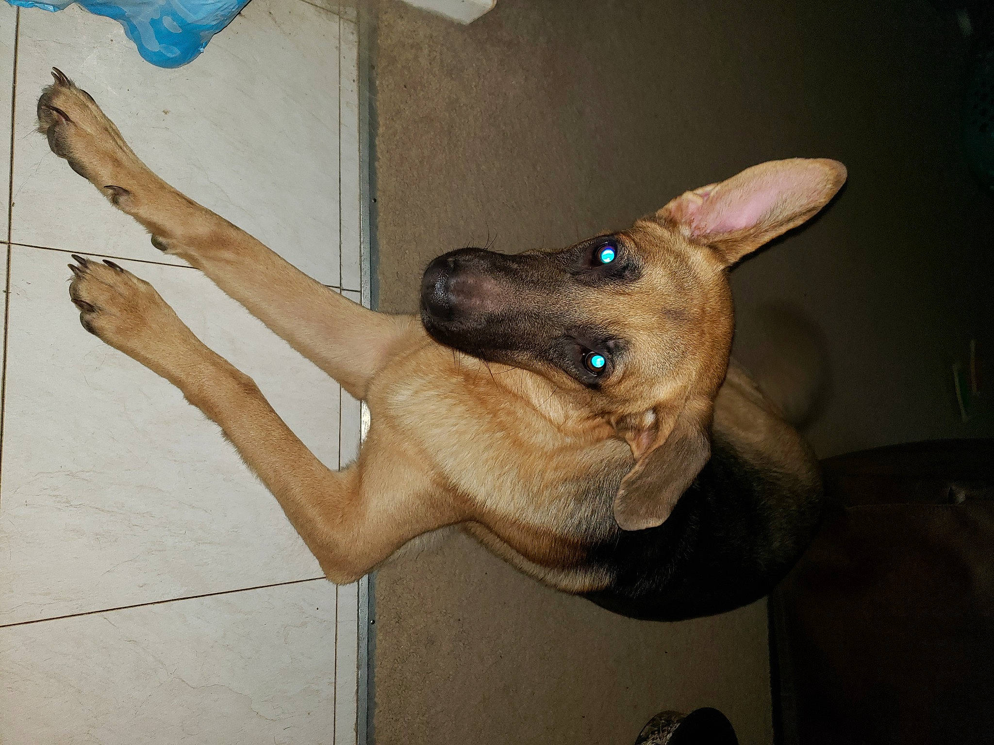 Cooper joined the competition — help win amazing prizes! aspin, canidae, carnivore, dog, dog_breed, ear, fawn, feist, formosan_mountain_dog, mammal, snout, vertebrate