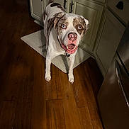 Odie is registered to the contest to win money with this photo: dog, heterochromia, kitchen, wooden_floor, cabinet, pet, canine, indoor, floor_mat, happy, looking_up, brown_and_white, open_mouth, tail_up, domestic_animal, collar, flooring, household, animal, portrait