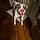 Odie