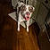 Odie