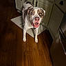 dog, heterochromia, kitchen, wooden_floor, cabinet, pet, canine, indoor, floor_mat, happy, looking_up, brown_and_white, open_mouth, tail_up, domestic_animal, collar, flooring, household, animal, portrait