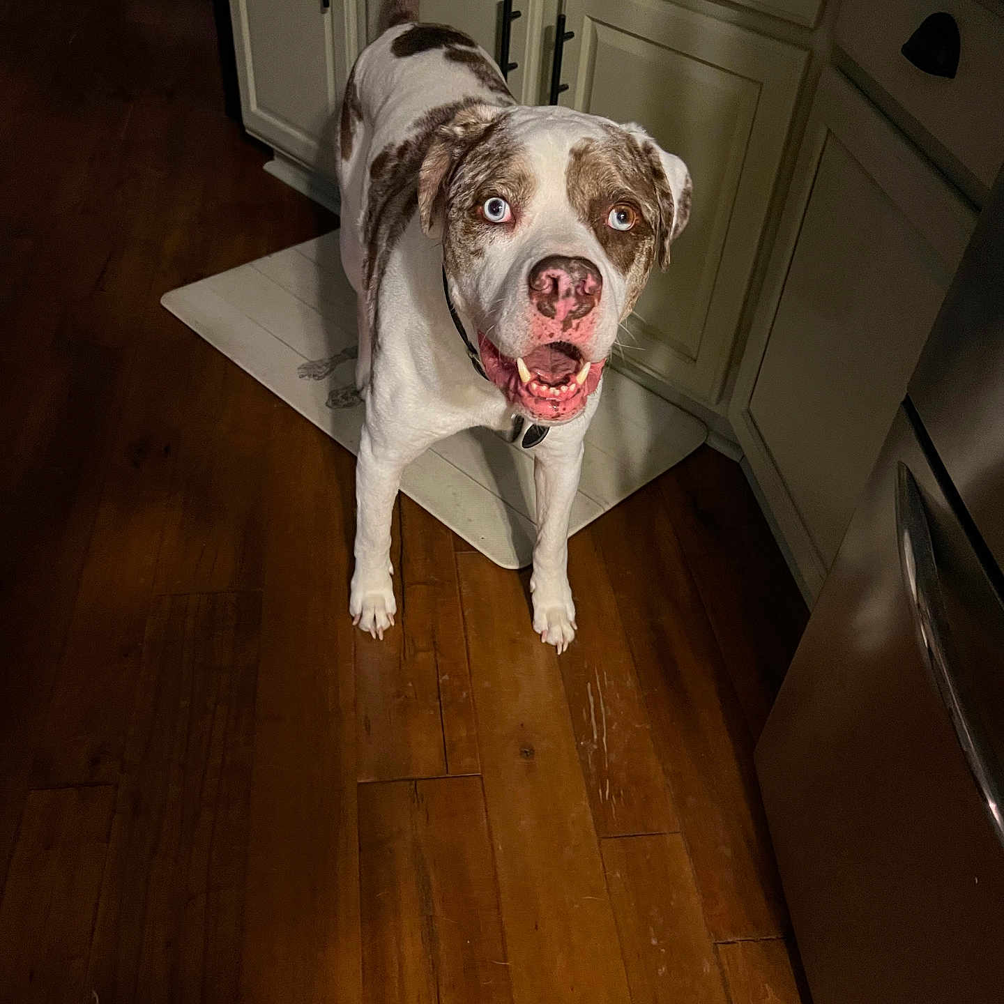 Odie