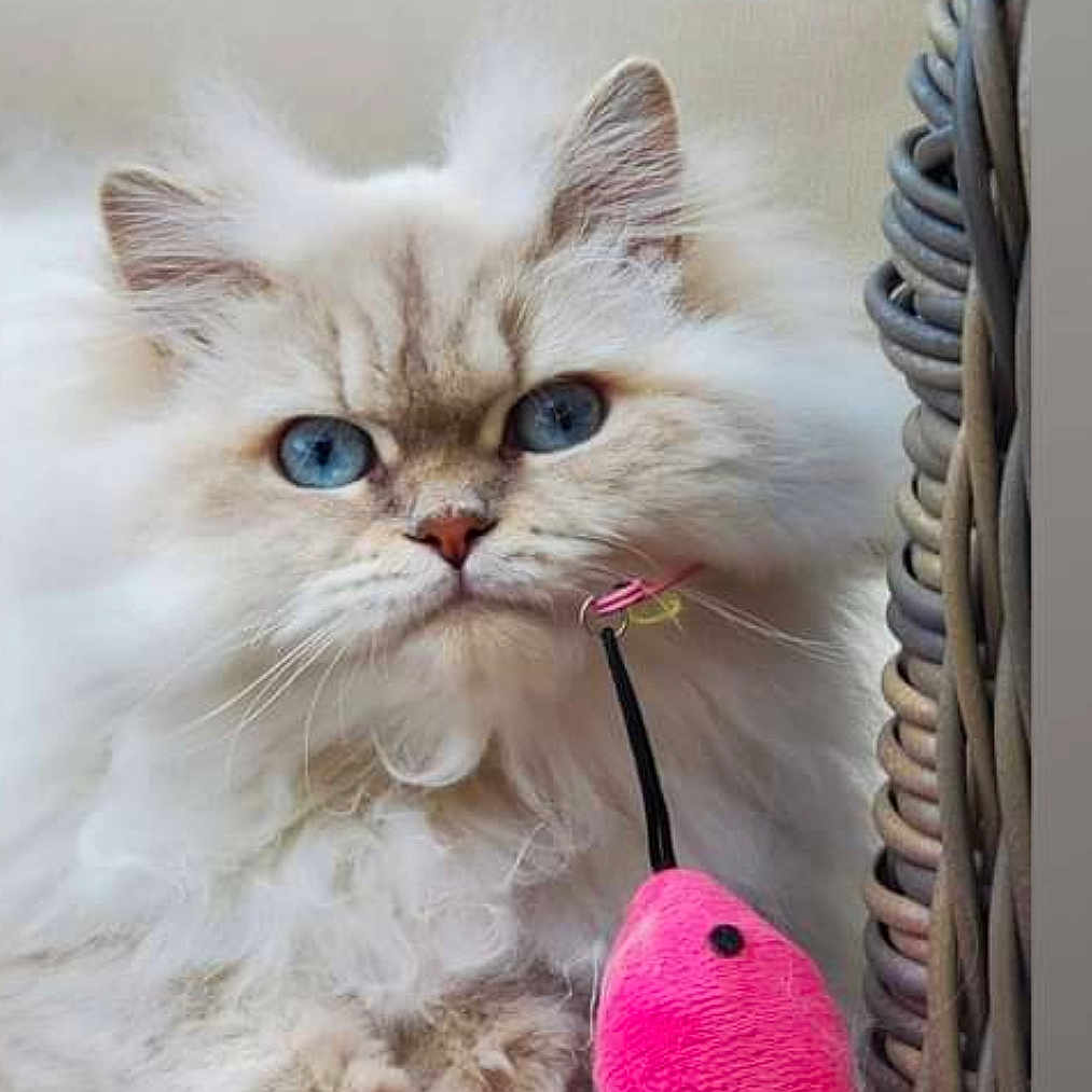 Sateen a rejoint le concours — aidez-le/la à gagner de superbes lots ! abyssinian, angora, animal, beak, bird, cat, chair, couch, cushion, doll, egyptiancat, furniture, homedecor, kitten, manx, peeps, pet, plush, siamese, toy