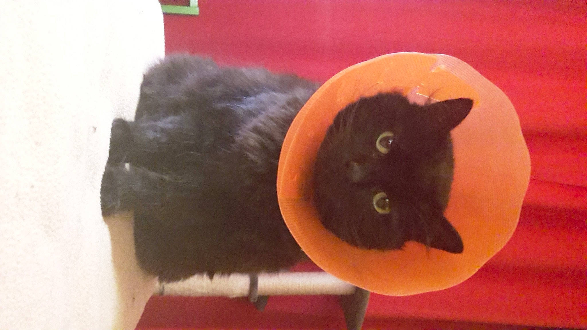 Aragorn a rejoint le concours — aidez-le/la à gagner de superbes lots ! black_cat, bombay, carmine, carnivore, cat, cat_supply, chair, comfort, domestic_short_haired_cat, felidae, fur, room, small_to_medium_sized_cats, snout, tail, vertebrate, whiskers