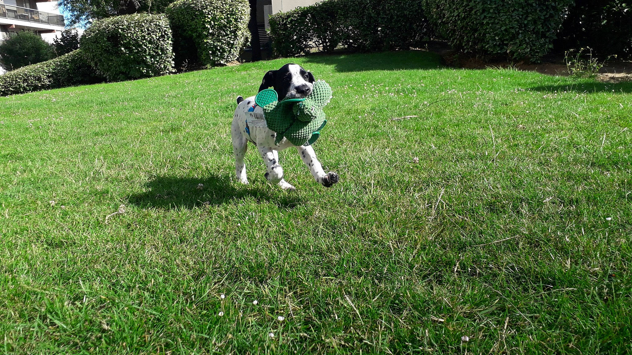 Rocket participe au concours pour gagner de l'argent avec cette photo : canidae, carnivore, companion_dog, dog, dog_breed, grass, grass_family, lawn, mammal, meadow, non_sporting_group, obedience_training, pasture, pointer, sporting_group, vertebrate