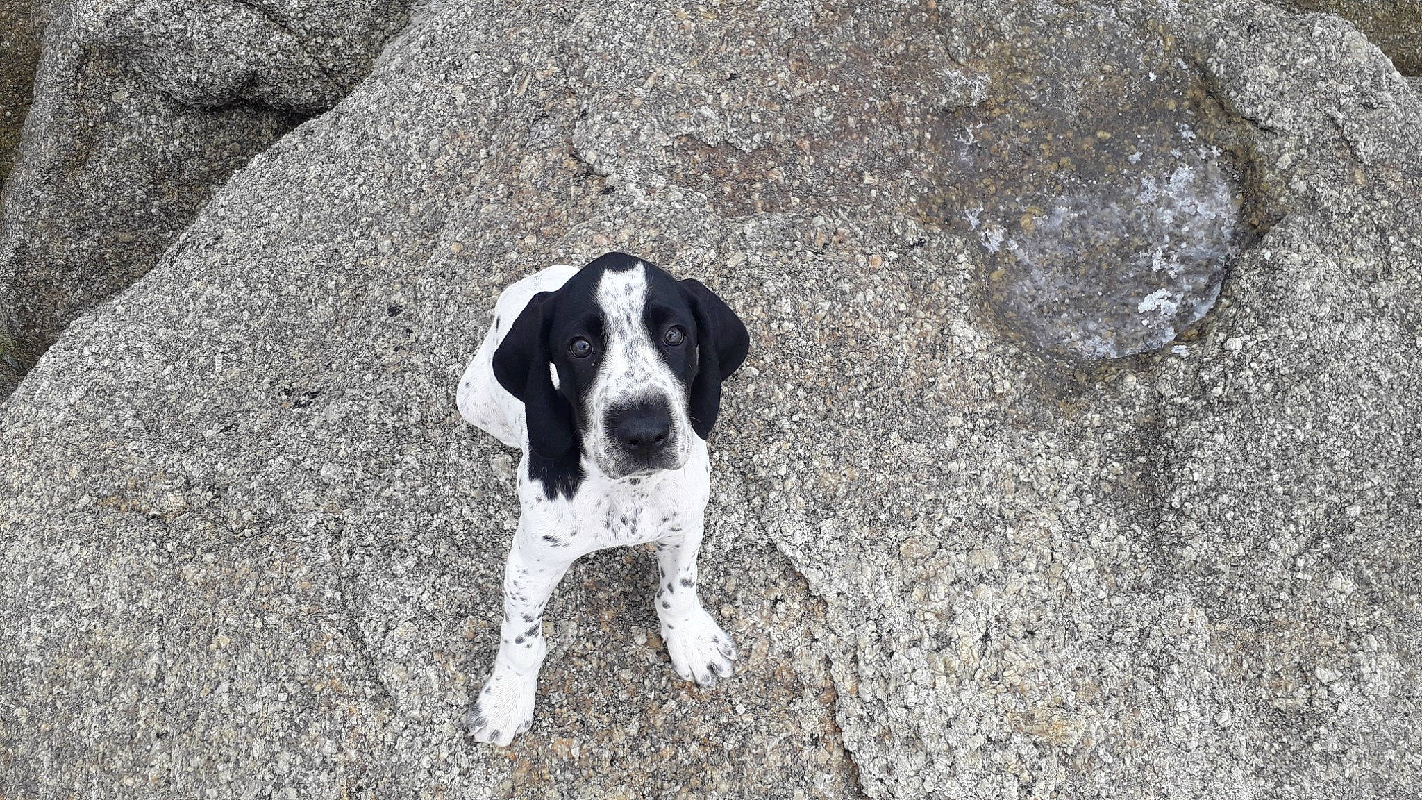 Rocket participe au concours pour gagner de l'argent avec cette photo : braque_dauvergne, canidae, carnivore, dog, dog_breed, hunting_dog, mammal, old_danish_pointer, pachon_navarro, pointer, pointing_breed, rare_breed_dog, sporting_group, vertebrate