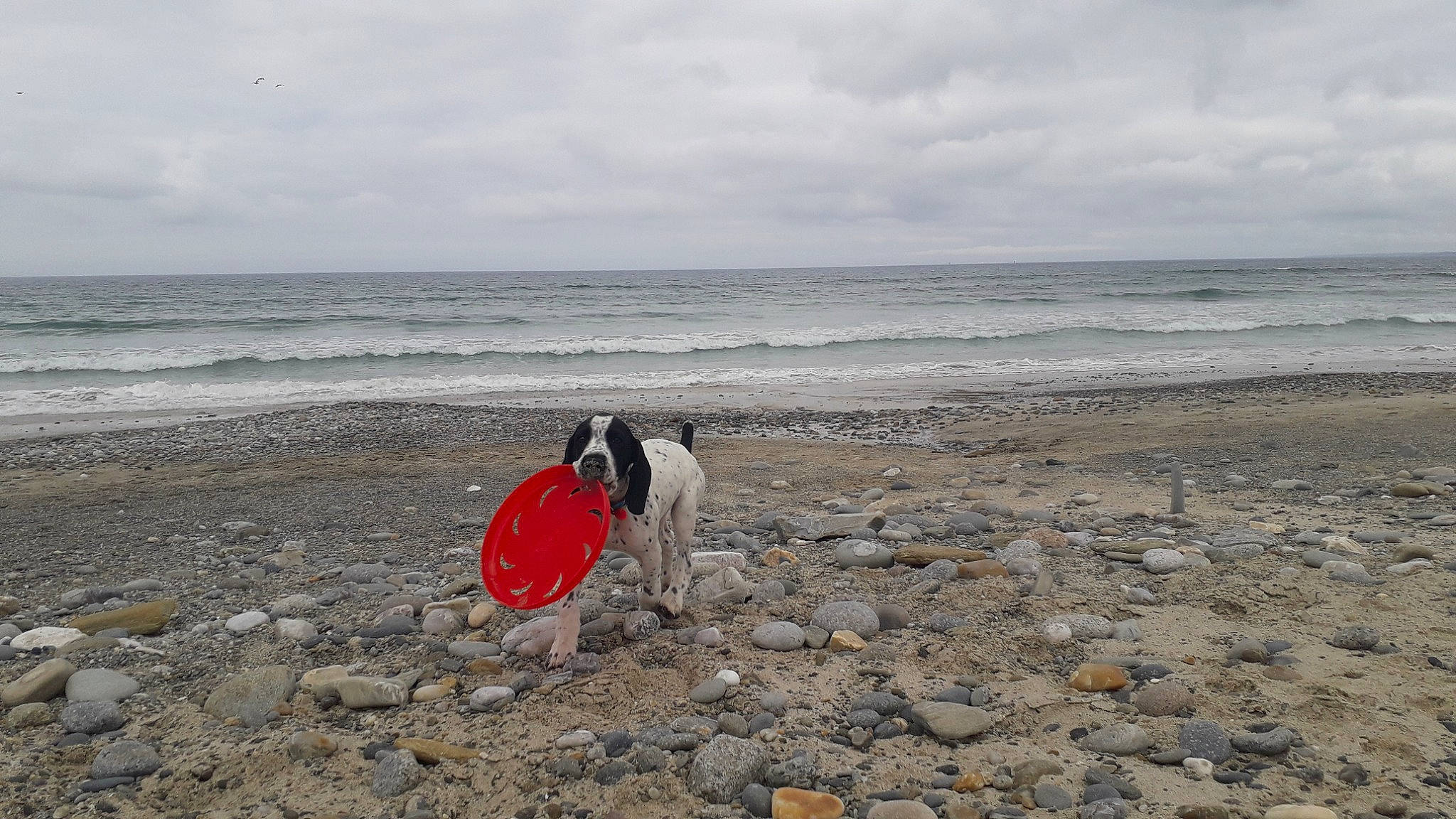 Rocket participe au concours pour gagner de l'argent avec cette photo : beach, canidae, carnivore, coast, coastal_and_oceanic_landforms, dog, dog_breed, mudflat, ocean, sand, sea, shore, sporting_group, vacation, wave