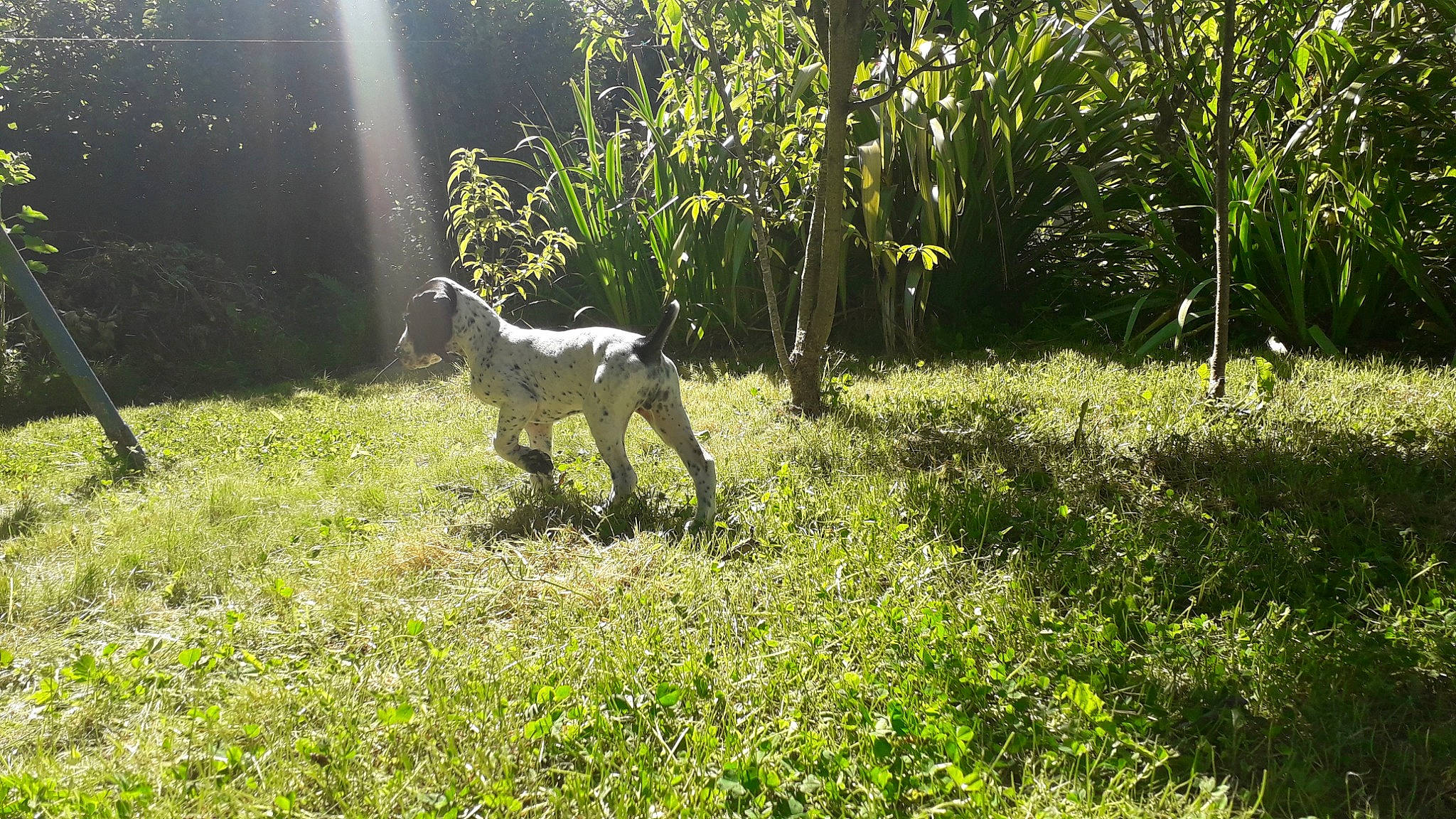 Rocket a rejoint le concours — aidez-le/la à gagner de superbes lots ! canidae, dog, dog_breed, forest, grass, grass_family, hunting_dog, jungle, nature_reserve, non_sporting_group, pasture, plant, plant_community, pointer, pointing_breed, sporting_group, tail, tree, wildlife