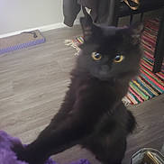 Stormee is registered to the contest to win money with this photo: bag, black_cat, blanket, blurred, books, cat, chair, colorful_rug, curious_expression, furry, hanging_jacket, hardwood_floor, indoor, paws, pet, purple_blanket, reaching, scratching_pad, standing, yellow_eyes