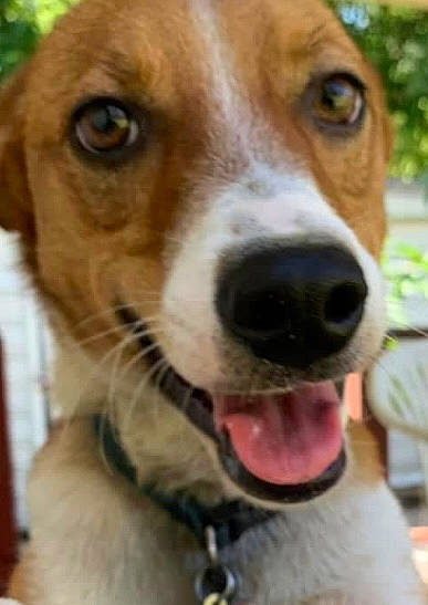 Jack joined the competition — help win amazing prizes! ancient_dog_breeds, beagle, beagle_harrier, canidae, carnivore, collar, companion_dog, dog, dog_breed, dog_collar, fawn, fur, hound, hunting_dog, scent_hound, snout, sporting_group, whiskers, working_animal