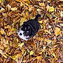 puppy, dog, autumn, fall_leaves, leaves, outdoor, nature, cute, black_and_white, fur, pet, animal, young_dog, season, colorful, leaf_litter, small_dog, playful, looking_up, daylight
