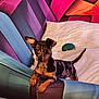 puppy, dog, merle_coat, couch, striped_couch, blanket, toy, indoor, pet, small_dog, curious, alert, ears, fur, animal, domestic_animal, cute, young_dog, colorful, furniture