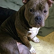 Abigail is registered to the contest to win money with this photo: dog, pit_bull, pet, animal, canine, sitting, indoors, floor, brown, white, ears, paw, fur, looking, portrait, domestic_animal, companion, calm, cute, mammal