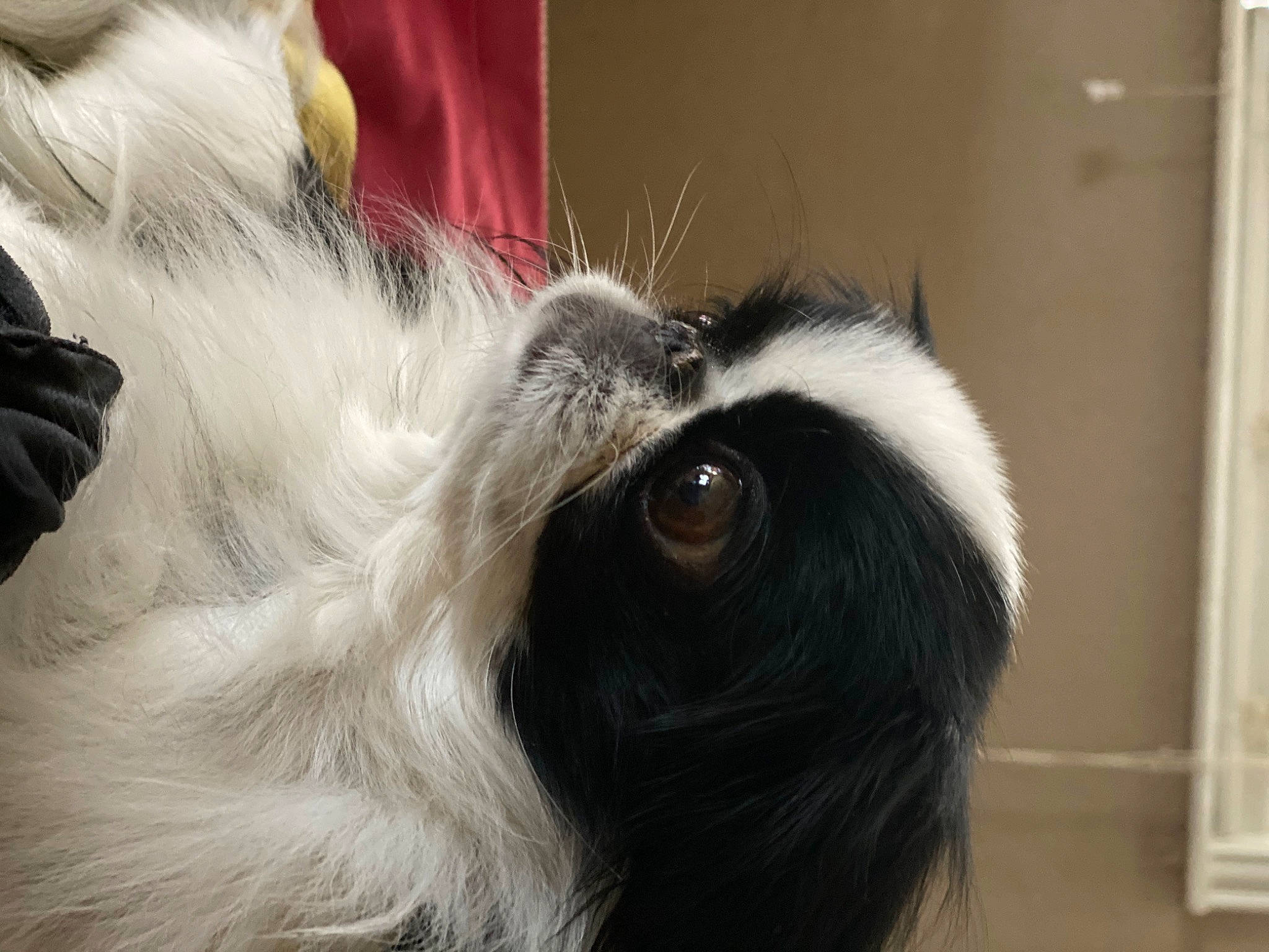 Coco is registered to the contest to win money with this photo: canidae, carnivore, companion_dog, dog, dog_breed, ear, fur, japanese_chin, phalene, snout, sporting_group, tail, whiskers