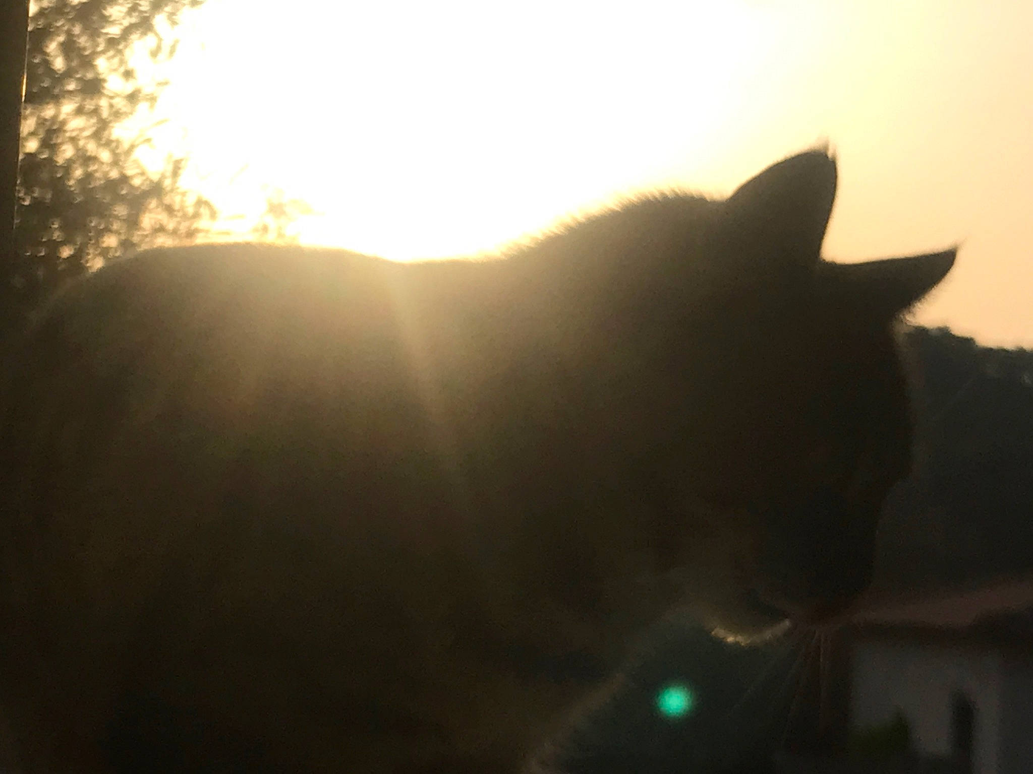 Craspouette participe au concours pour gagner de l'argent avec cette photo : astronomical_object, atmosphere, backlighting, carnivore, cat, cloud, dog_breed, felidae, grass, heat, lens_flare, meteorological_phenomenon, sky, small_to_medium_sized_cats, snout, tail, terrestrial_animal, tree, whiskers, wildlife