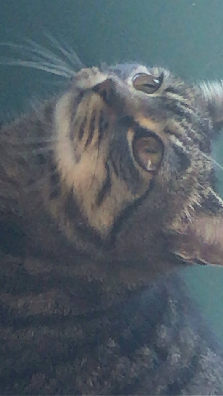 Craspouette participe au concours pour gagner de l'argent avec cette photo : bengal_tiger, big_cats, carnivore, cat, cloud, electric_blue, falconiformes, fang, felidae, fur, grass, roar, siberian_tiger, sky, small_to_medium_sized_cats, snout, terrestrial_animal, tiger, whiskers, wildlife