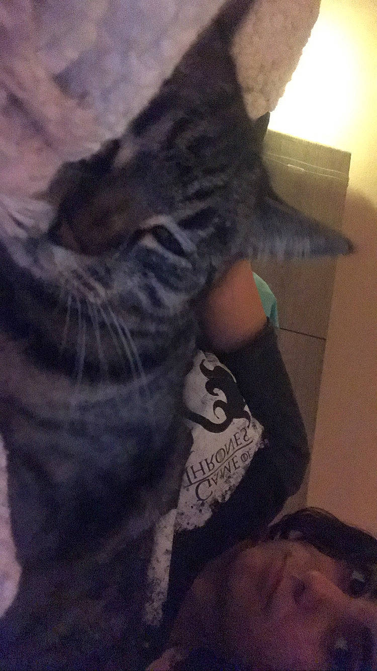 Craspouette a rejoint le concours — aidez-le/la à gagner de superbes lots ! black_cat, carnivore, cat, claw, domestic_short_haired_cat, felidae, fur, gesture, grey, human_leg, leg, paw, selfie, small_to_medium_sized_cats, t_shirt, tail, whiskers