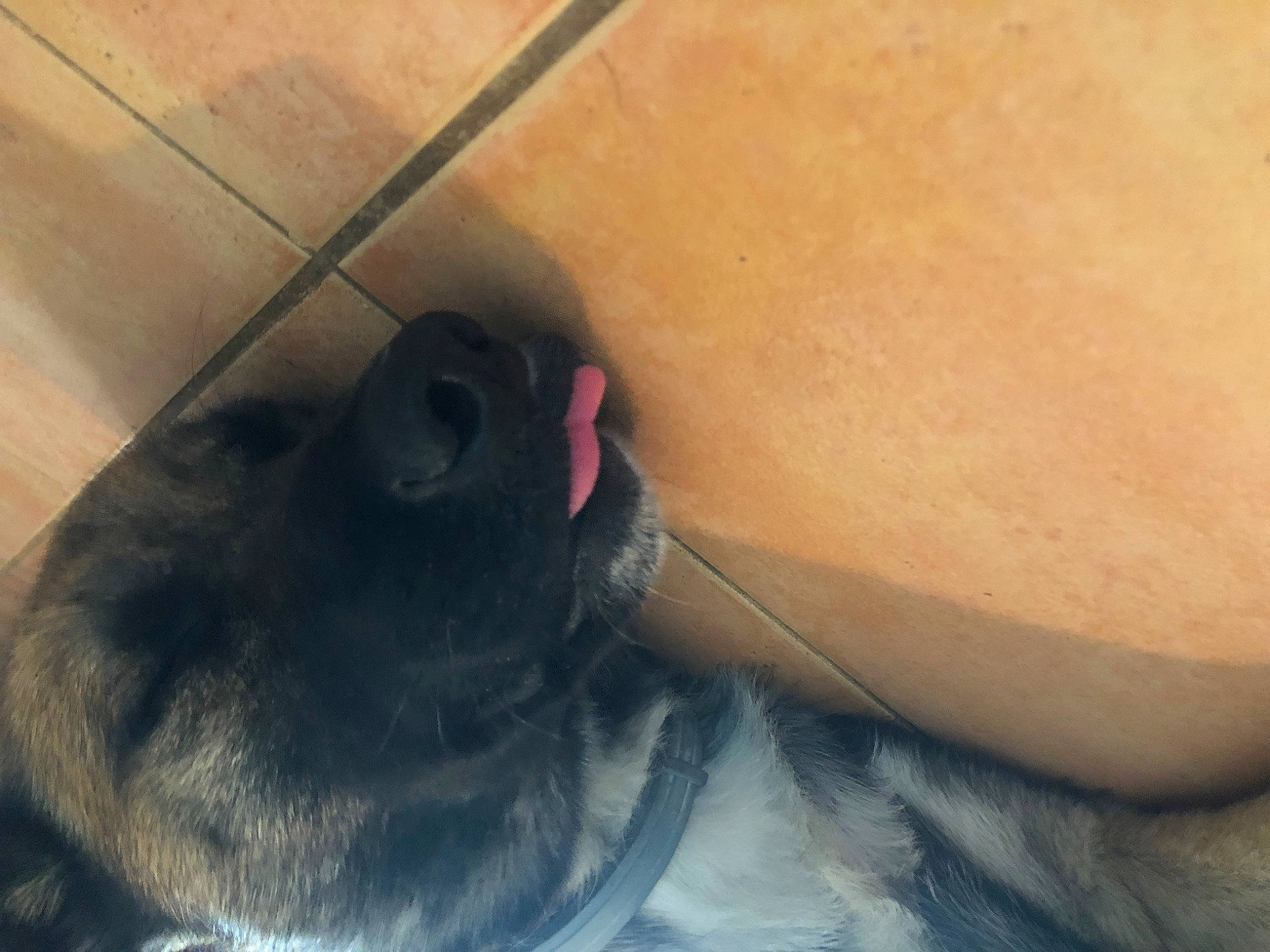 Jungo participe au concours pour gagner de l'argent avec cette photo : carnivore, comfort, companion_dog, dog, dog_breed, fawn, foot, head, human_body, human_leg, jaw, knee, leg, neck, snout, thigh, waist, whiskers, wood, working_animal