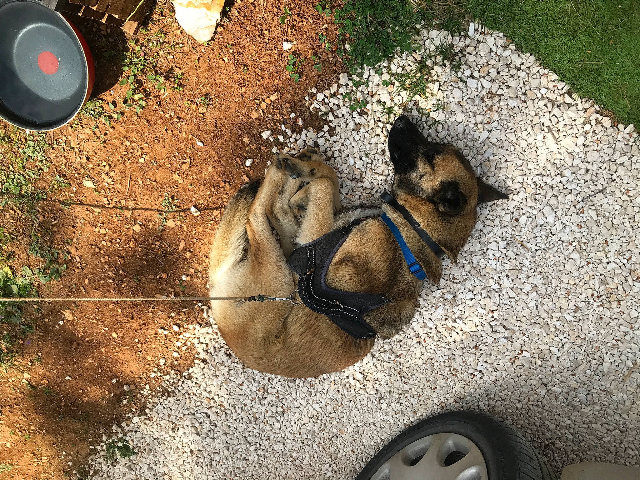 Jungo a rejoint le concours — aidez-le/la à gagner de superbes lots ! art, asphalt, automotive_tire, canidae, carnivore, circle, companion_dog, dog, dog_breed, eyewear, fawn, grass, landscape, plant, road_surface, shadow, snout, soil, sporting_group, working_animal