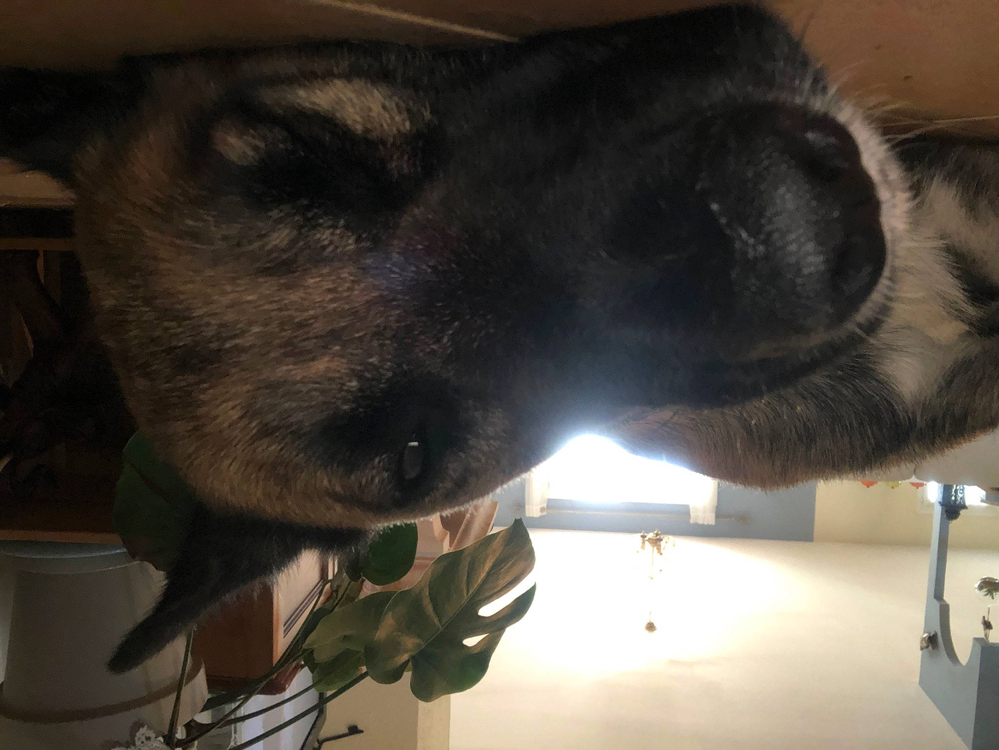 Jungo participe au concours pour gagner de l'argent avec cette photo : canidae, carnivore, dog, dog_breed, ear, fawn, fur, jaw, snout, sporting_group, tail, tints_and_shades, whiskers, windshield