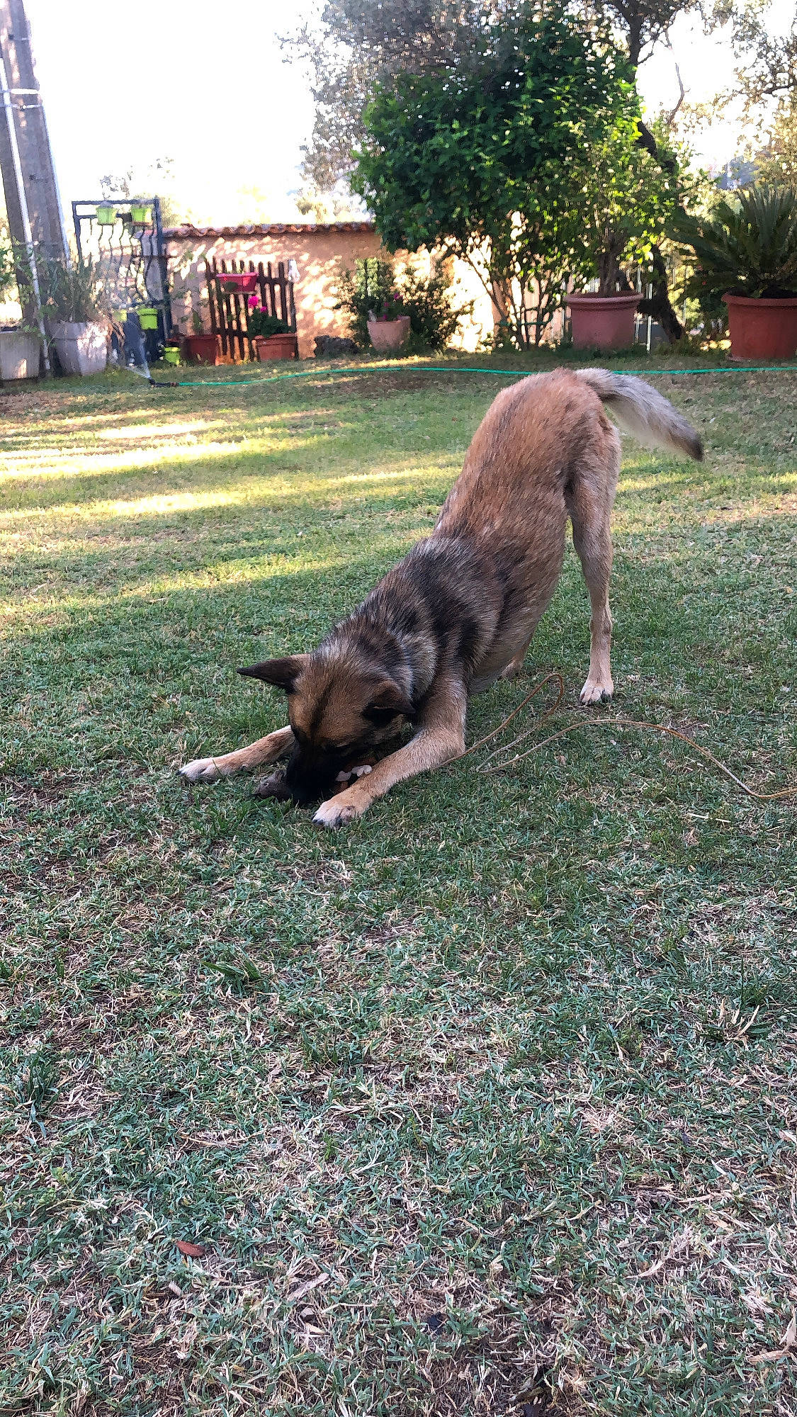 Jungo participe au concours pour gagner de l'argent avec cette photo : canidae, carnivore, companion_dog, dog, dog_breed, fawn, felidae, grass, groundcover, guard_dog, lawn, marsupial, pasture, plant, snout, soil, sporting_group, tail, terrestrial_animal, tree