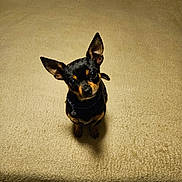 King is registered to the contest to win money with this photo: accessories, animal, canine, cat, chihuahua, couch, cushion, dog, face, furniture, head, homedecor, hound, indoors, interiordesign, person, pet, puppy, strap, text