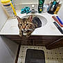 cat, tabby_cat, sink, bathroom, countertop, toiletries, comb, brush, mat, foot, wood_cabinet, tile_floor, feline, pet, domestic_animal, relaxing, claw, paw, curious, indoor