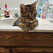 Mally is registered to the contest to win money with this photo: cat, tabby_cat, bathroom, sink, countertop, faucet, soap_dispenser, lotion_bottle, hair_tie, wooden_cabinet, domestic, pet, curious, whiskers, paws, indoor, household_items, cute, animal, relaxed