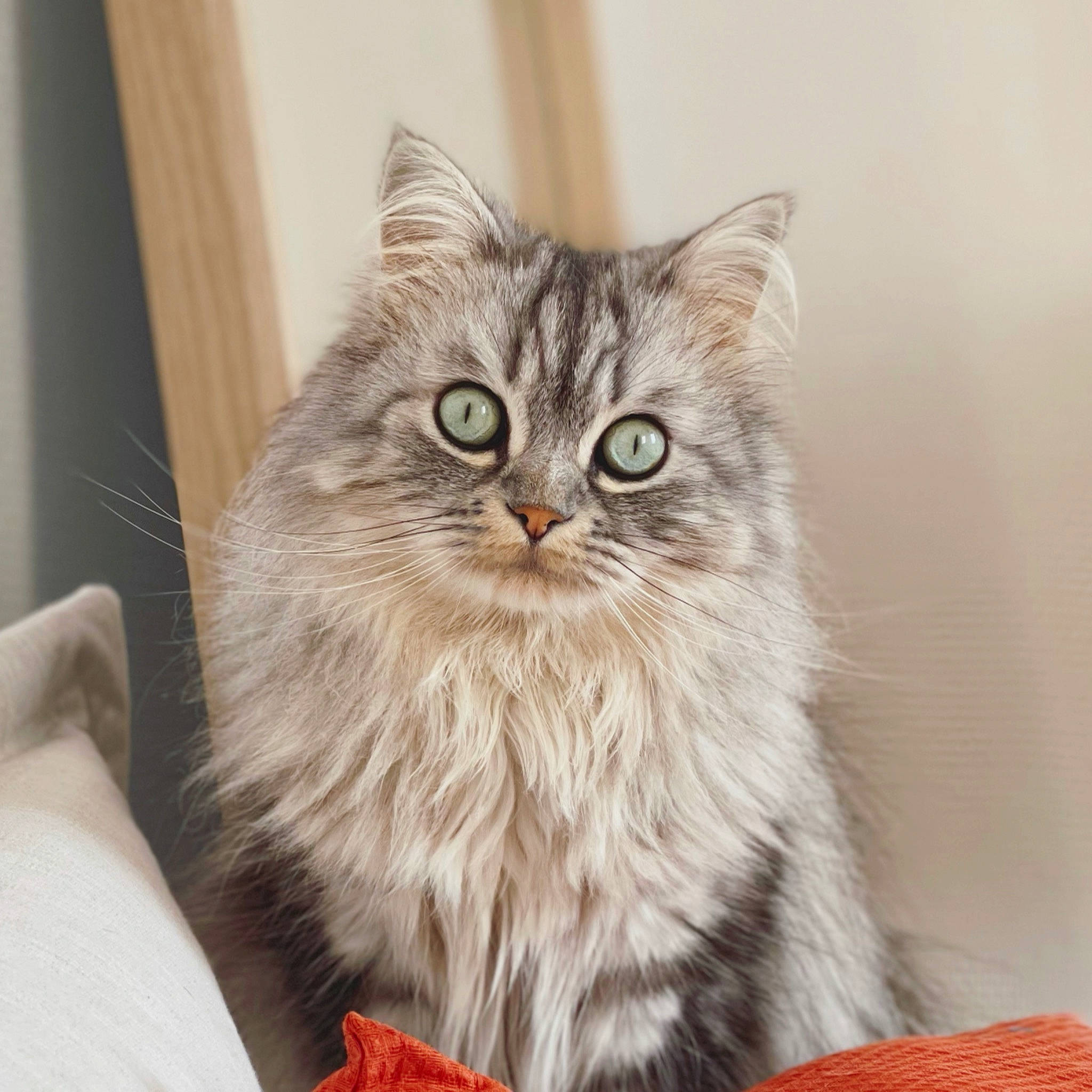 Nola participe au concours pour gagner de l'argent avec cette photo : box, british_longhair, carnivore, cat, chair, claw, domestic_short_haired_cat, drawer, fawn, felidae, fur, paw, small_to_medium_sized_cats, snout, terrestrial_animal, whiskers, window, wood