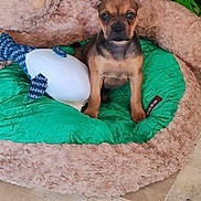 Volky participe au concours pour gagner de l'argent avec cette photo : animal, brown, cozy, cute, dog_bed, ears_up, face, floor, fur, green, indoor, looking_at_camera, pet, plant, puppy, resting_place, small_dog, stuffed_animal, tile, toy