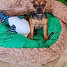 animal, brown, cozy, cute, dog_bed, ears_up, face, floor, fur, green, indoor, looking_at_camera, pet, plant, puppy, resting_place, small_dog, stuffed_animal, tile, toy