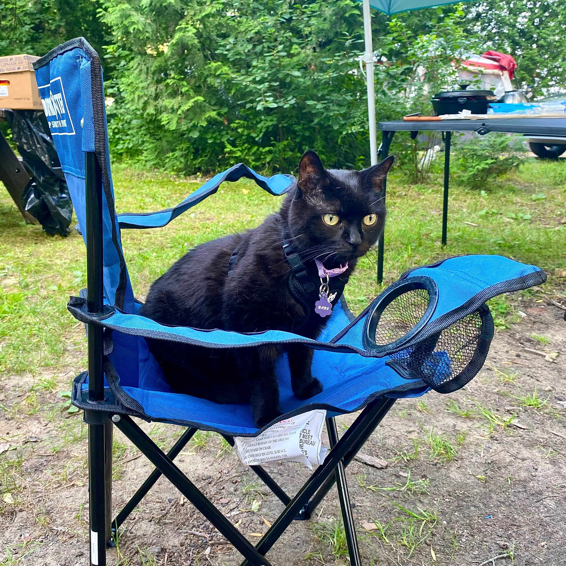 Babs joined the competition — help win amazing prizes! animal, architecture, backyard, box, building, cat, chair, furniture, grass, machine, nature, outdoors, park, pet, plant, shelter, summer, vegetation, wheel, yard