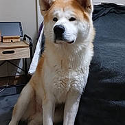 Ulco participe au concours pour gagner de l'argent avec cette photo : akita, bed, blanket, curious, dog, ears, floor, fur, indoor, living_room, mirror, muzzle, nightstand, paws, pet, portrait, sitting, tablet, wall, wooden_furniture