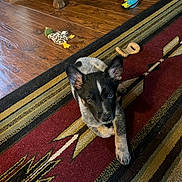 Lizzie is registered to the contest to win money with this photo: puppy, dog, indoor, rug, toy, wooden_floor, black_and_white, pet, animal, curious, laying_down, paw, ears, looking_up, home, floor, playful, domestic_animal, young_dog, cute