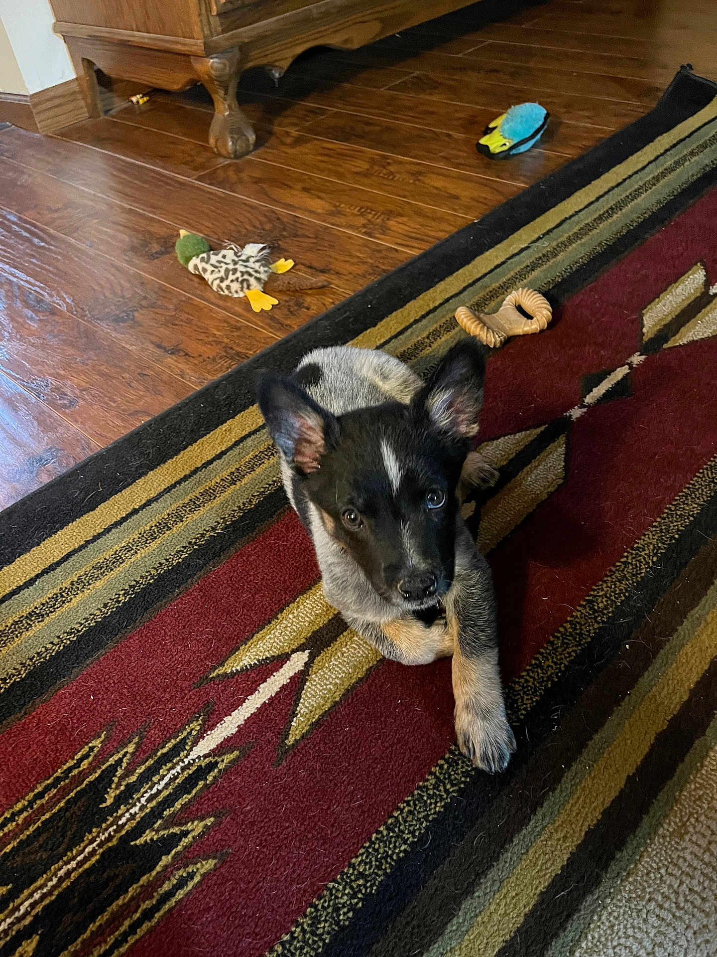 Lizzie is registered to the contest to win money with this photo: puppy, dog, indoor, rug, toy, wooden_floor, black_and_white, pet, animal, curious, laying_down, paw, ears, looking_up, home, floor, playful, domestic_animal, young_dog, cute