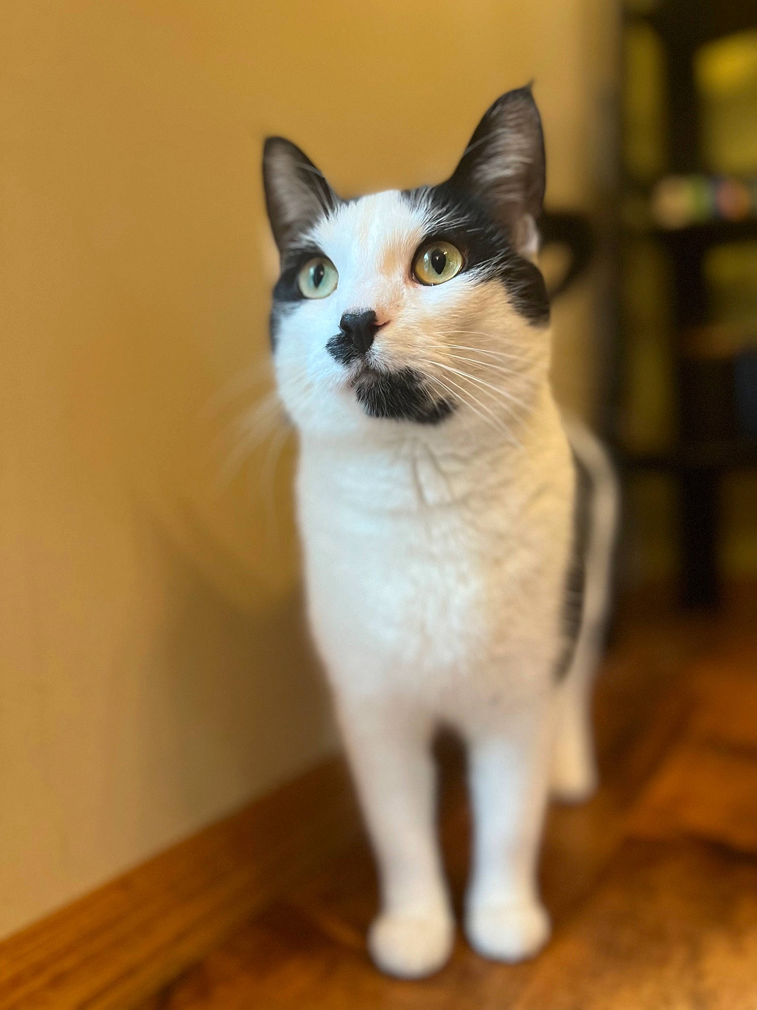 Patchy joined the competition — help win amazing prizes! carnivore, cat, domestic_short_haired_cat, felidae, flooring, fur, hardwood, laminate_flooring, small_to_medium_sized_cats, snout, tail, terrestrial_animal, varnish, whiskers, window, wood, wood_flooring, wood_stain