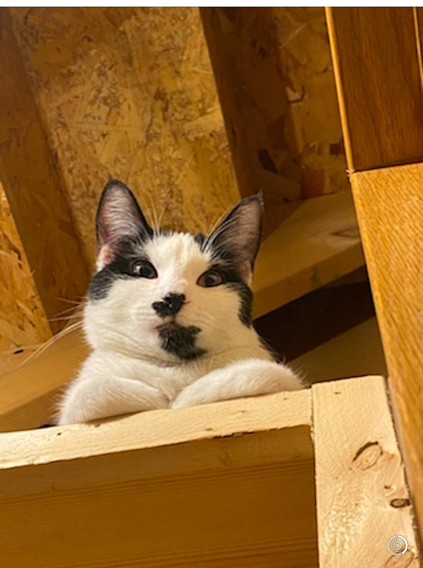 Patchy joined the competition — help win amazing prizes! box, cardboard, carnivore, carton, cat, domestic_short_haired_cat, fawn, felidae, fur, packaging_and_labeling, paper_product, paw, pet_supply, rectangle, small_to_medium_sized_cats, snout, tail, whiskers, window, wood