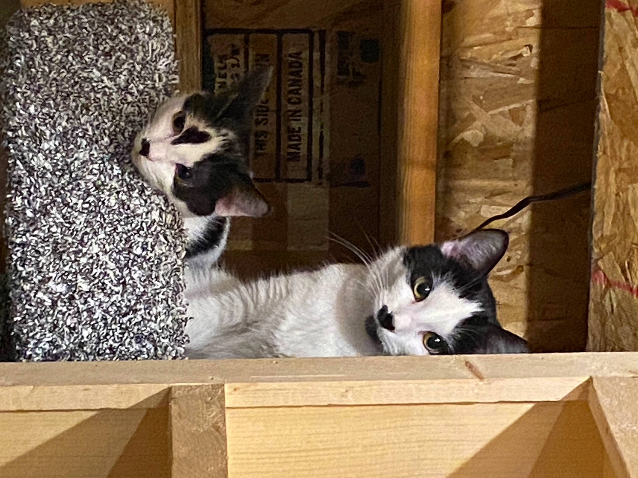 Patchy joined the competition — help win amazing prizes! box, carnivore, cat, cat_furniture, cat_supply, domestic_short_haired_cat, door, felidae, fur, monochrome_photography, photo_caption, rectangle, shipping_box, small_to_medium_sized_cats, square, tail, terrestrial_animal, whiskers, window, wood