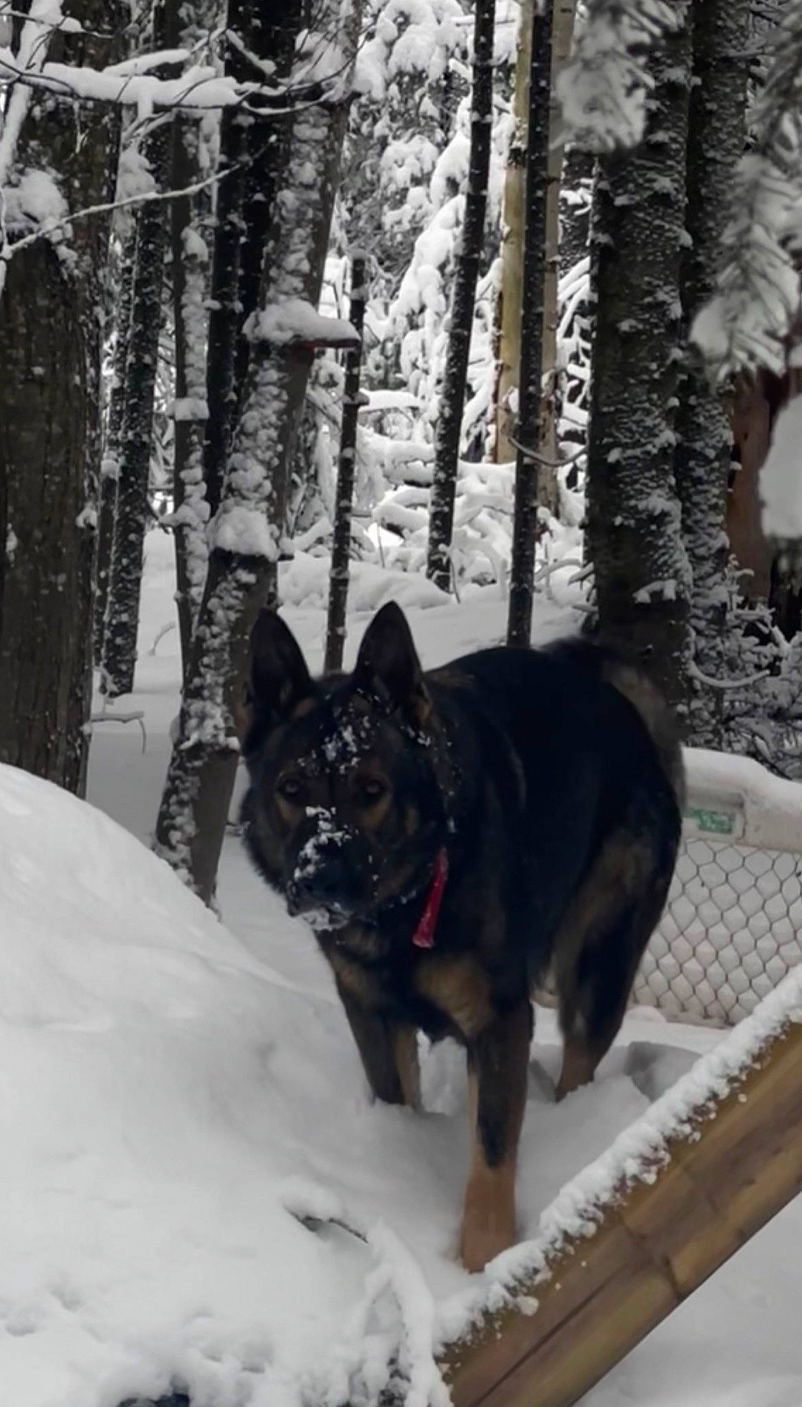 Gunny is registered to the contest to win money with this photo: canidae, carnivore, collar, companion_dog, dog, dog_breed, dog_collar, dog_supply, fawn, forest, freezing, fur, plant, recreation, snout, snow, sporting_group, tree, winter, working_animal